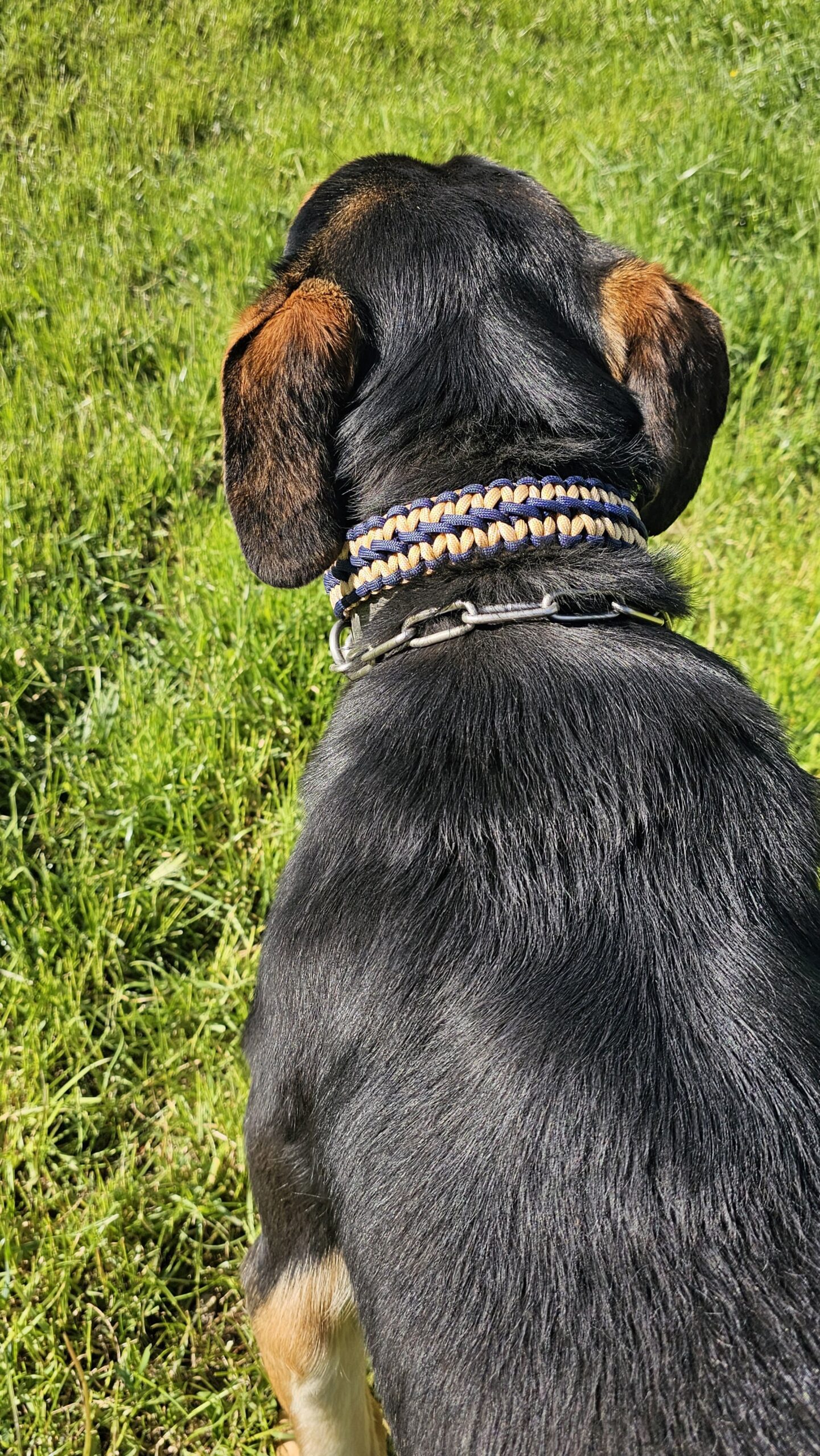 paracord dog collar